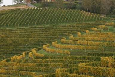 Vinařská oblast Jeruzalem (www.slovenia.info, photo: Coppo di Marco Coppo)