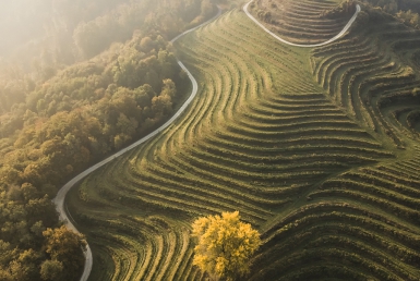 Cesty za vínem (www.slovenia.info, photo: Luka Ploj)