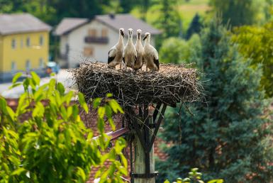 Čápi v Prekmurje (www.slovenia.info, photo: STA)