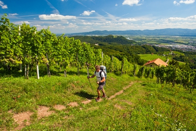 Vinice Grmada, Krško (www.slovenia.info, photo: Jost Gantar)