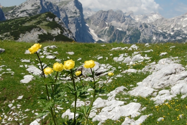 Bohinjská příroda (www.slovenia.info, photo: Turizem Bohinj)